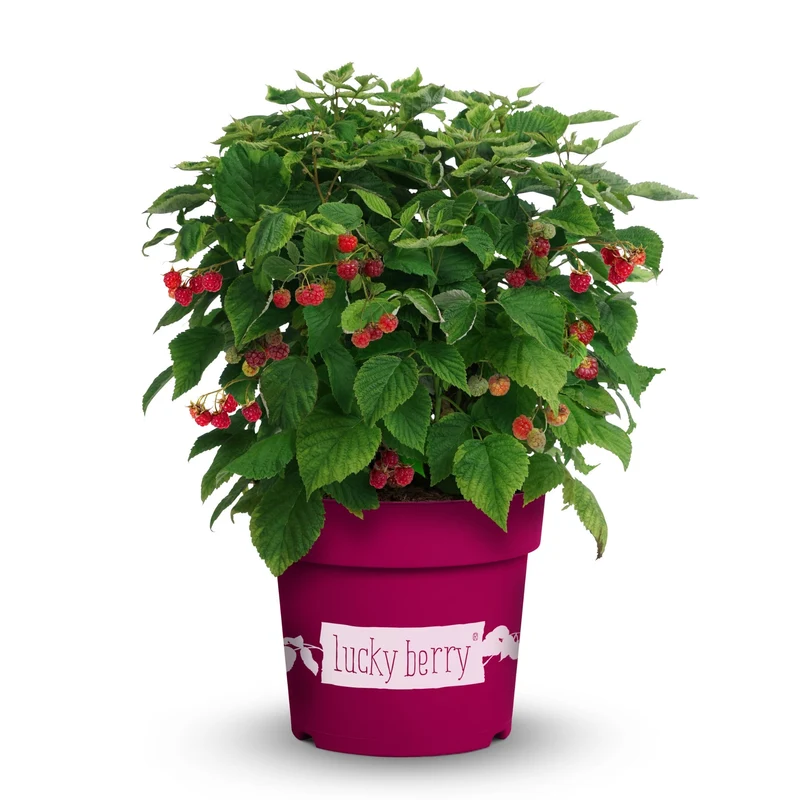 Himbeere 'Lucky Berry®'