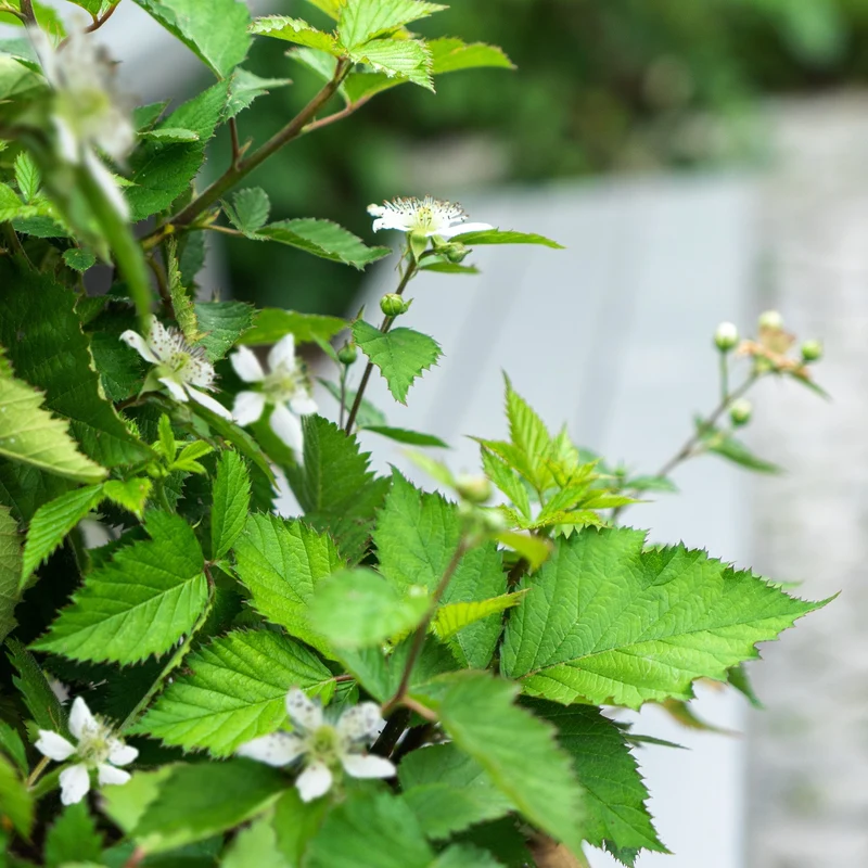 Brombeere 'Lucky Berry®'