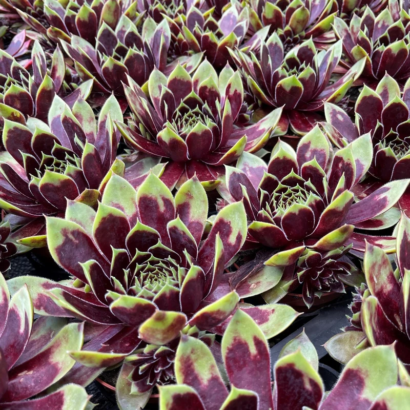 Hauswurz Colorockz® 'Coconut Crystal'