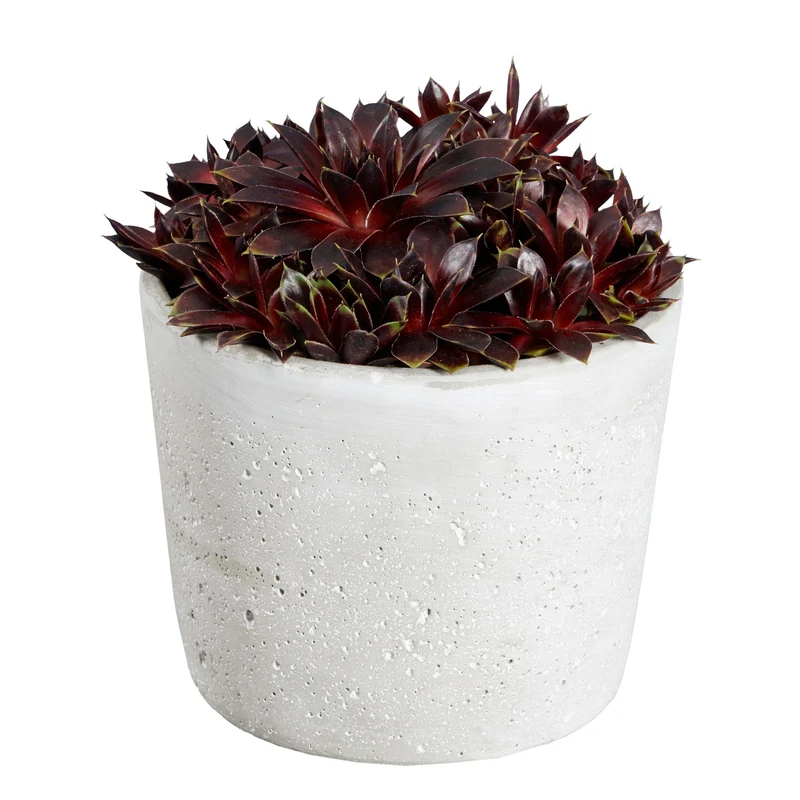 Hauswurz Colorockz® 'Coconut Crystal'
