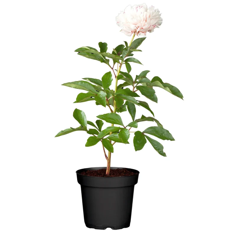 Pfingstrose 'Sarah Bernhardt'