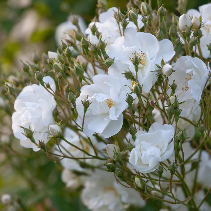 Ramblerrose 'Bobby James'