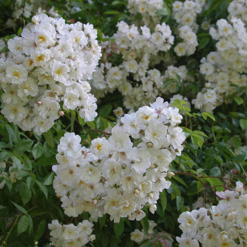 Ramblerrose 'Bobby James'