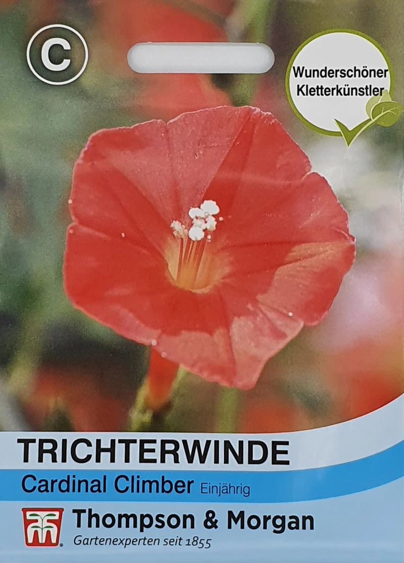 Trichterwinde Cardinal Climber
