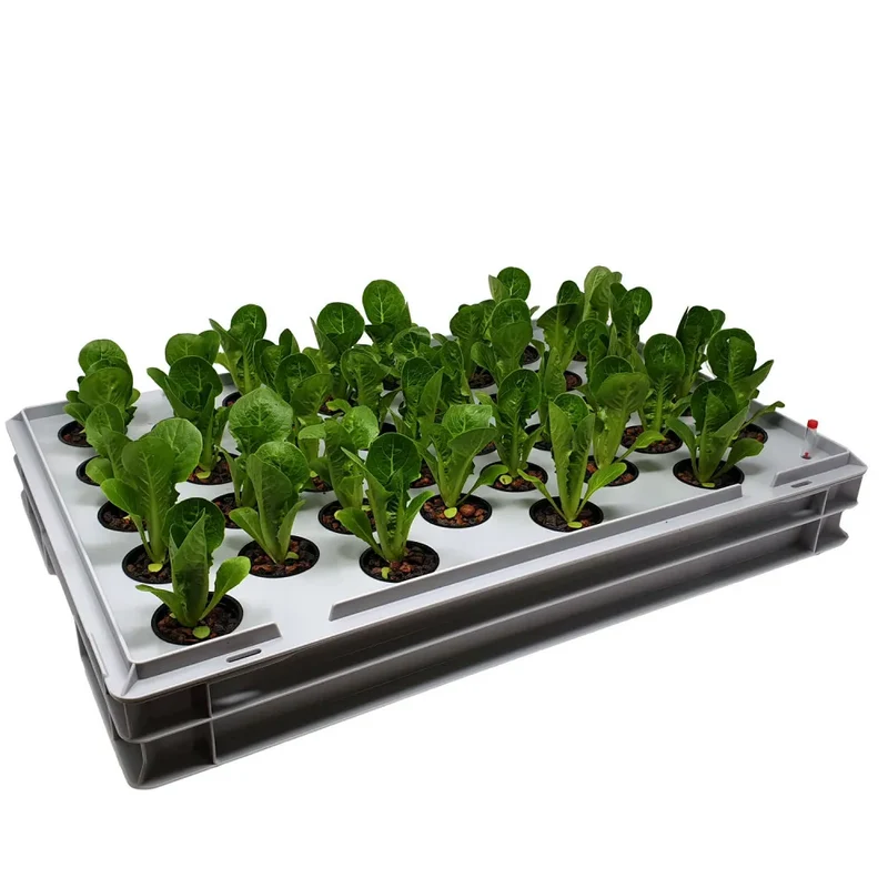 Aqua 36-A Hydroponic-Anzuchtsystem – 36 Pflanzplätze