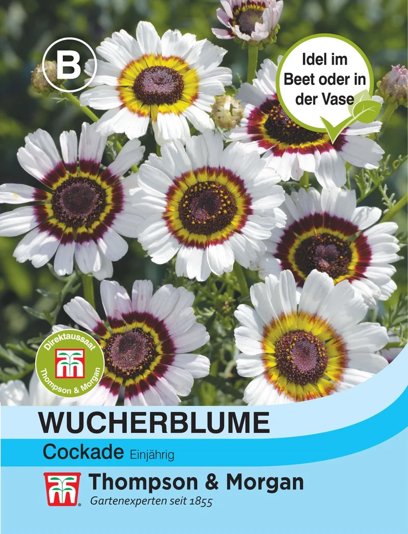 Thompson & Morgan | Wucherblume Cockade