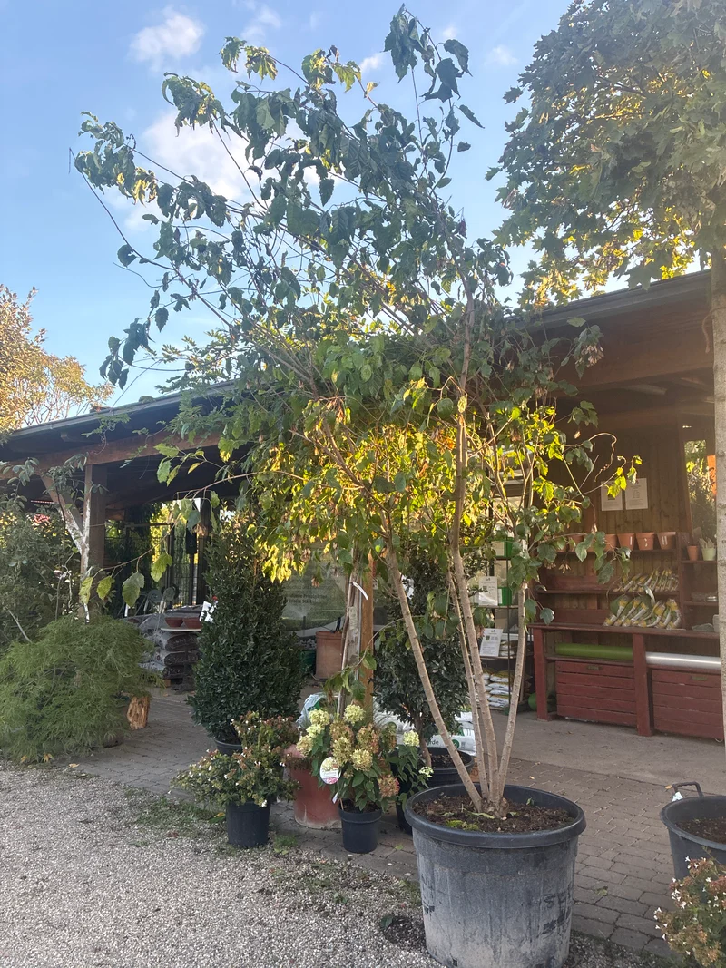 Feuerahorn / Acer ginnala