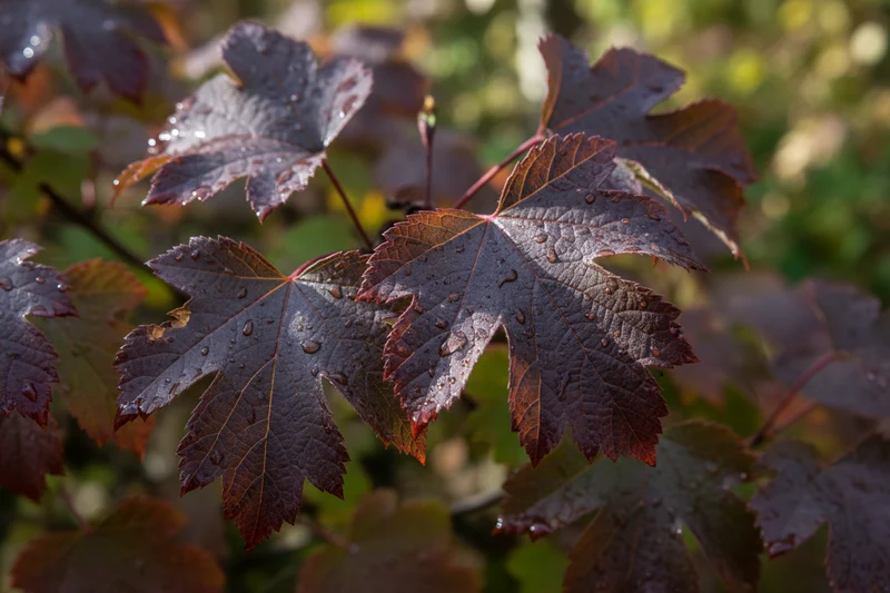 Fasanenspiere 'Lady in Red'® / Physocarpus opulifolius 'Lady in Red'®