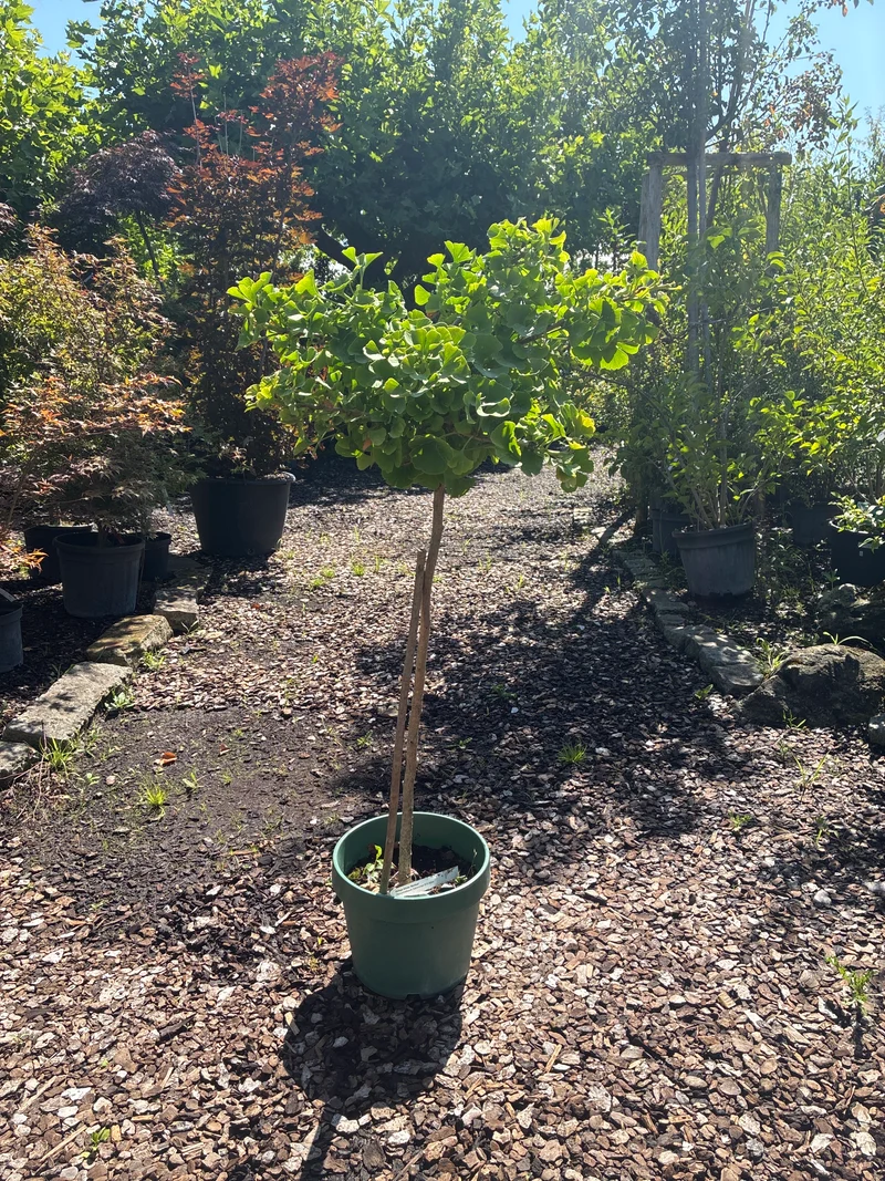 Fächerblattbaum 'Mariken' / Ginkgo biloba 'Mariken'