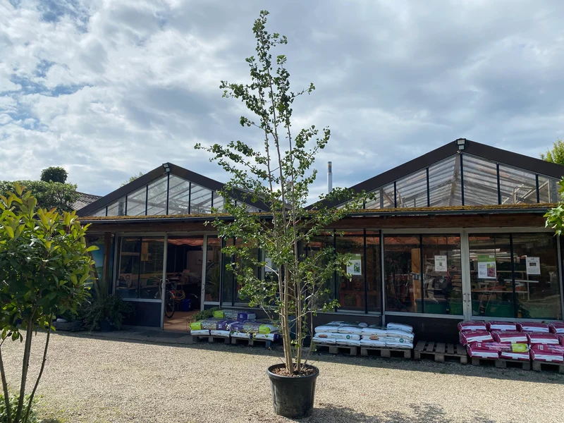 Fächerblattbaum / Ginkgo biloba