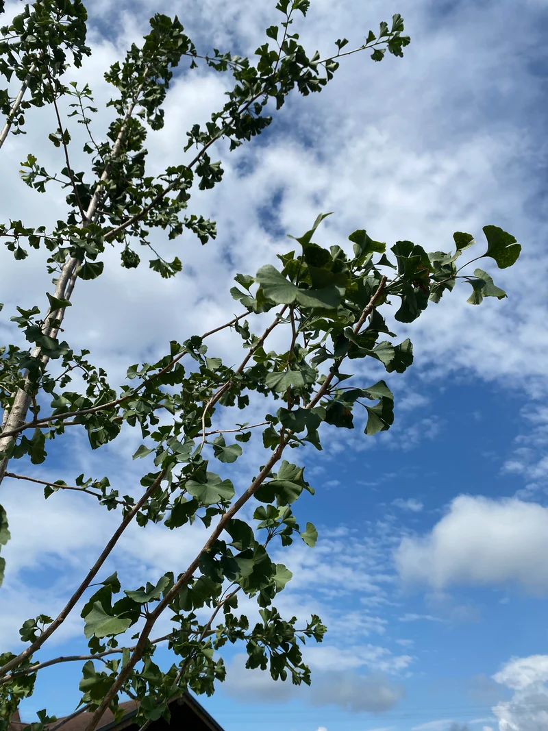 Fächerblattbaum / Ginkgo biloba
