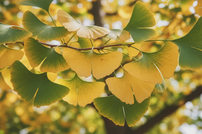 Fächerblattbaum / Ginkgo biloba