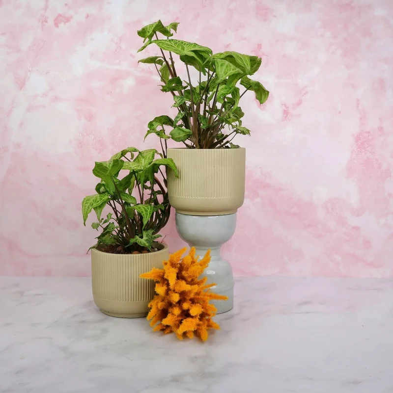 SYNGONIUM BATIK