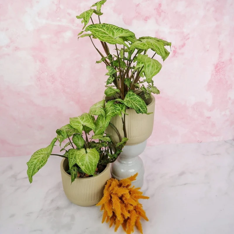 SYNGONIUM BATIK