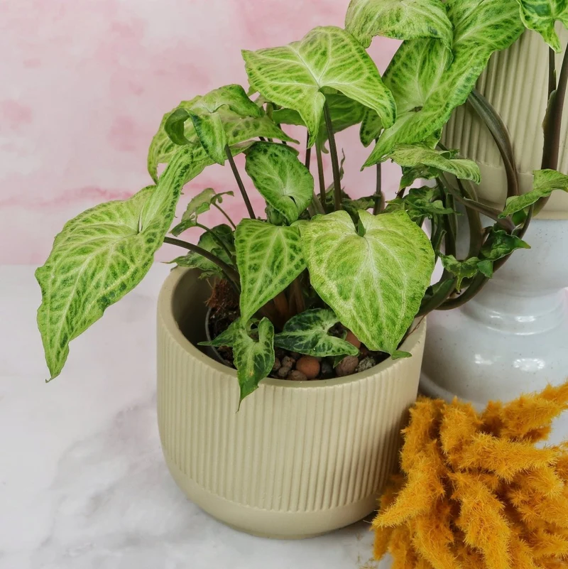 SYNGONIUM BATIK