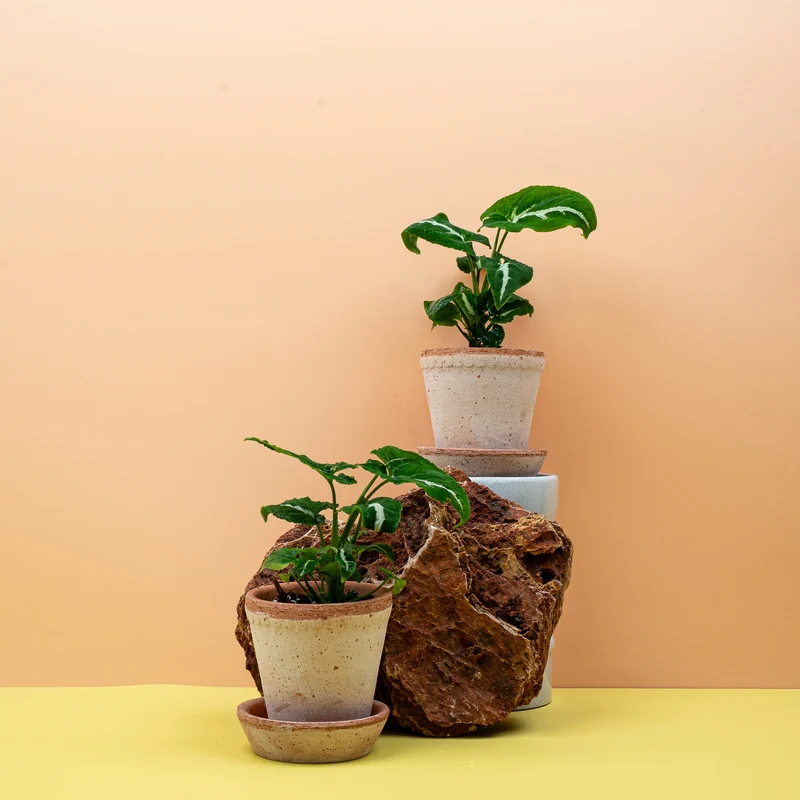 SYNGONIUM WENDLANDII