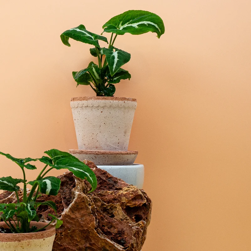 SYNGONIUM WENDLANDII