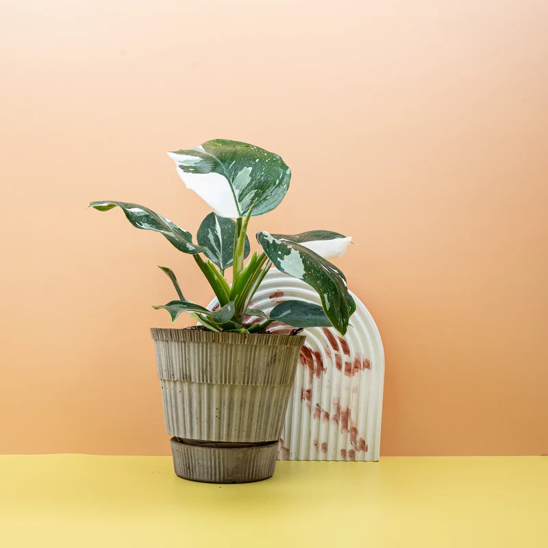 PHILODENDRON WHITE WIZARD
