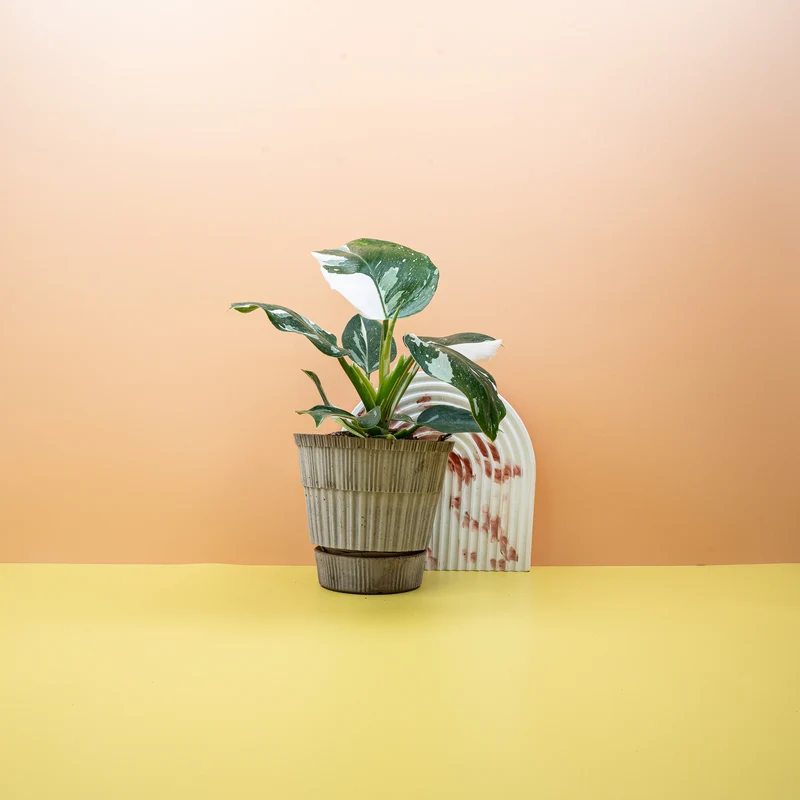 PHILODENDRON WHITE WIZARD