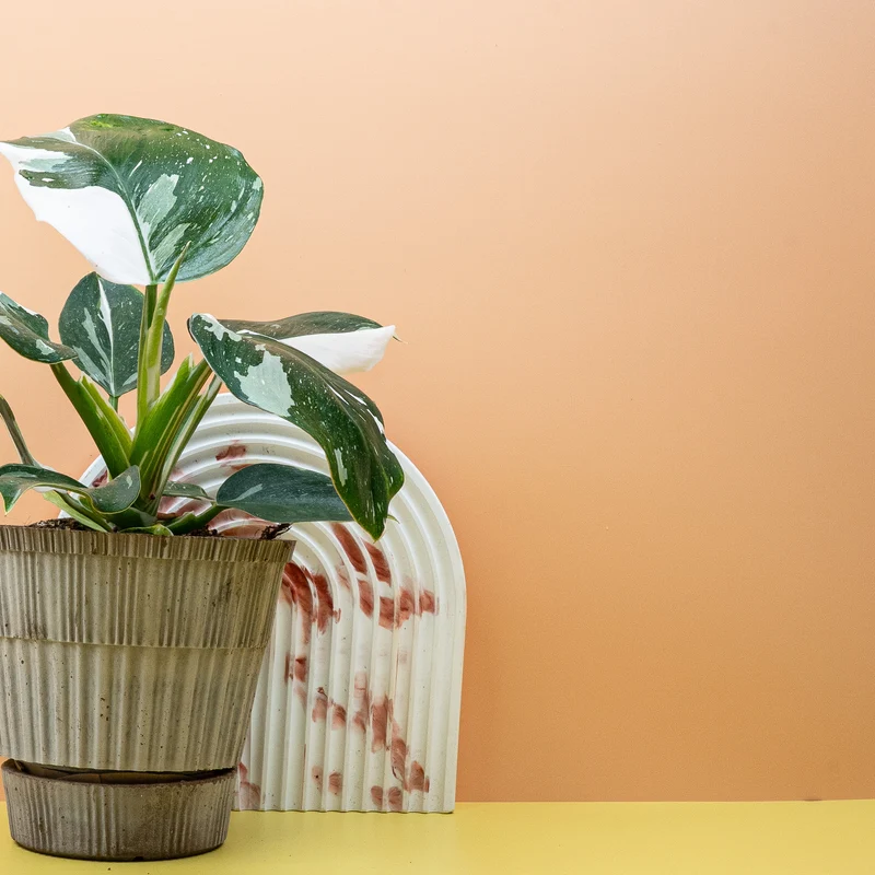 PHILODENDRON WHITE WIZARD