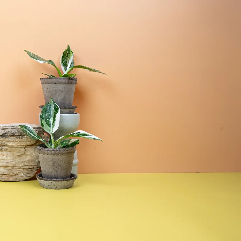PHILODENDRON WHITE WIZARD
