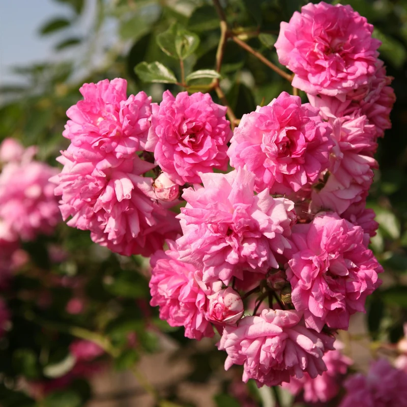 Ramblerrose 'Super Dorothy'