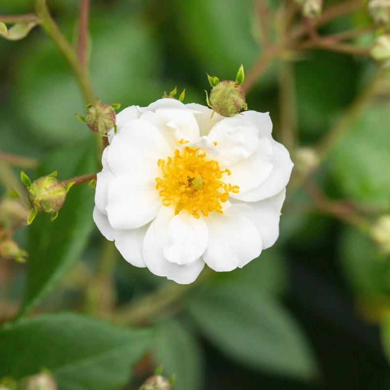 Ramblerrose 'Rambling Rector'