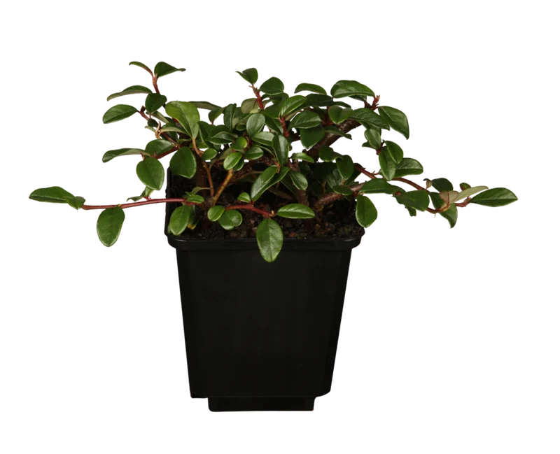 Teppichmispel 'Radicans'