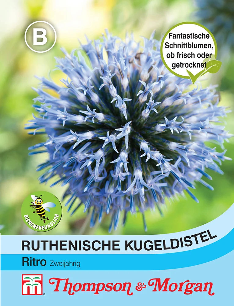 Ruthenische Kugeldistel