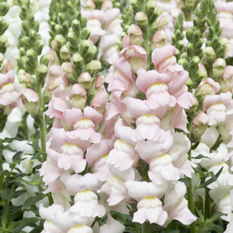 Jora Dahl | Antirrhinum majus 'Costa Silver' (Löwenmäulchen)