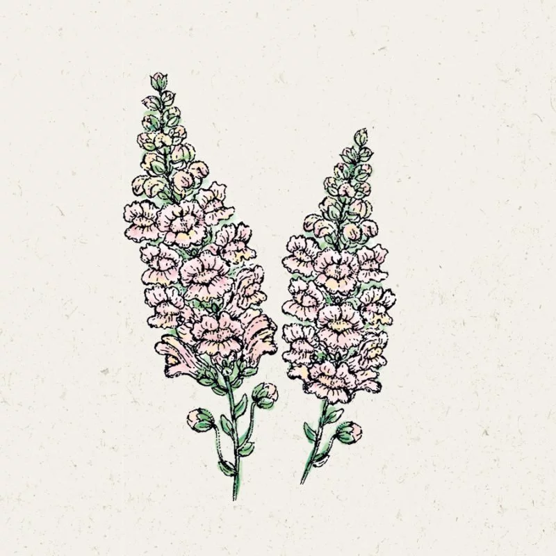 Jora Dahl | Antirrhinum majus 'Costa Silver' (Löwenmäulchen)