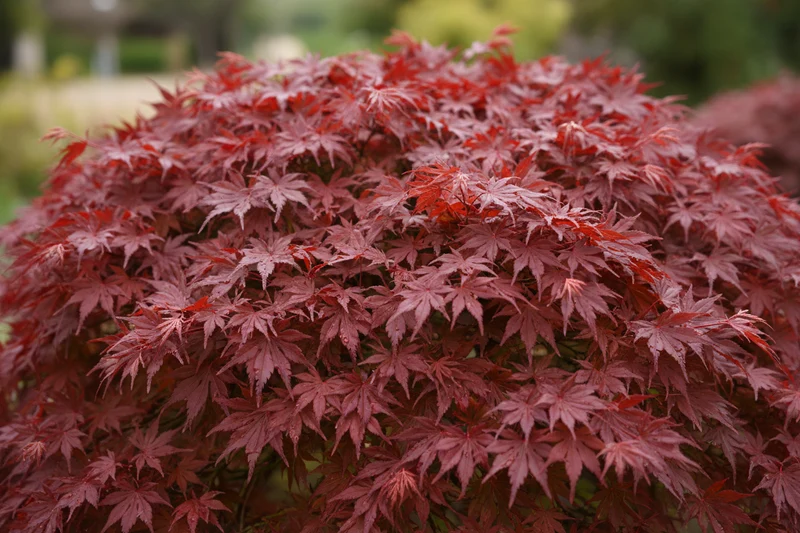 Fächerahorn 'Shaina' / Acer palmatum 'Shaina'
