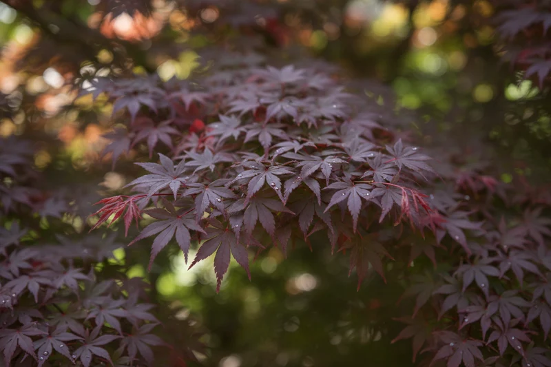 Fächerahorn 'Red Pygmy' / Acer palmatum 'Red Pygmy'