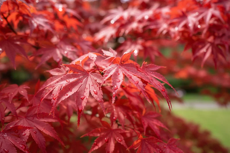 Fächerahorn 'Red Flash' / Acer palmatum 'Red Flash'