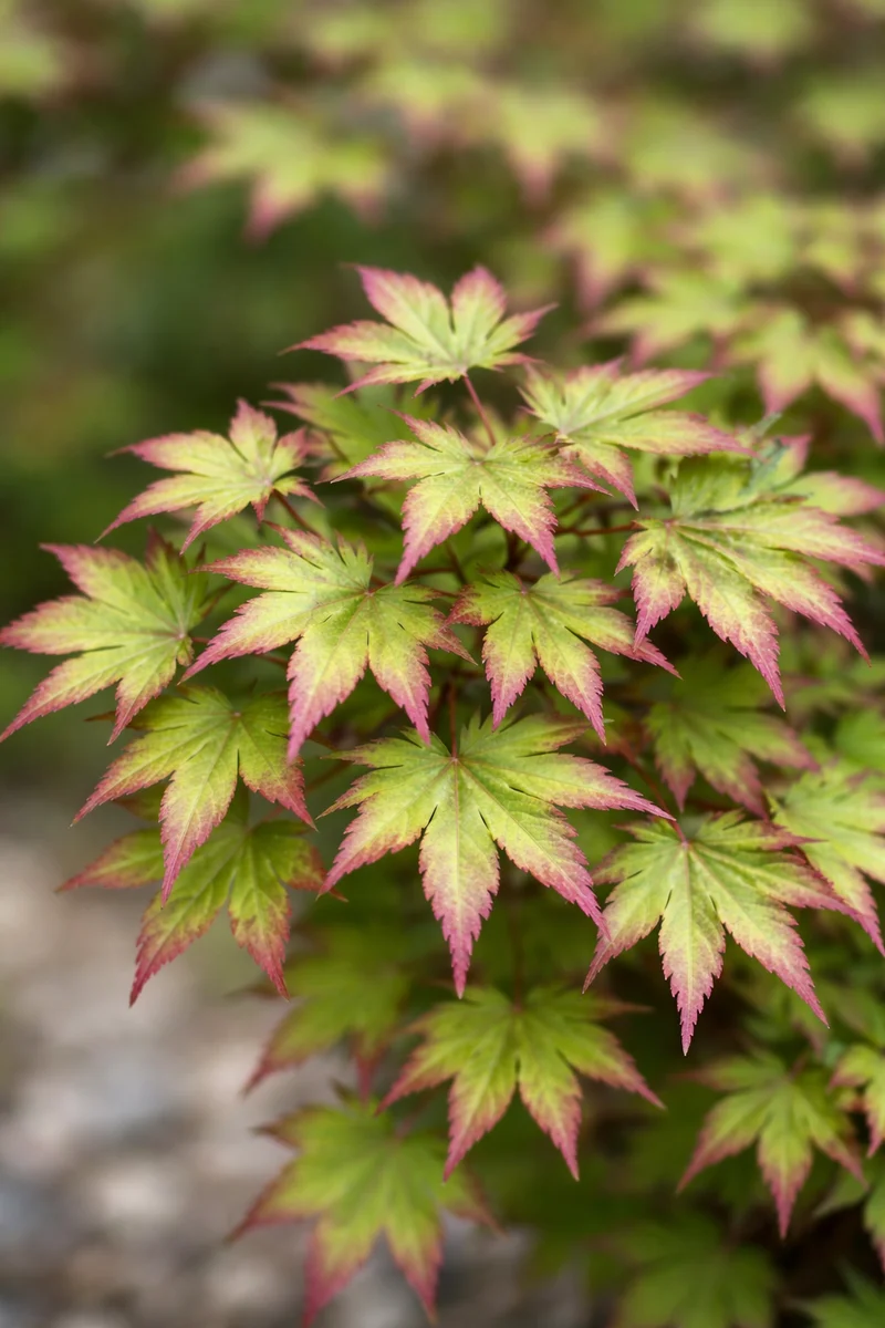 Fächerahorn 'Murasaki kiyohime' / Acer palmatum 'Murasaki kiyohime'