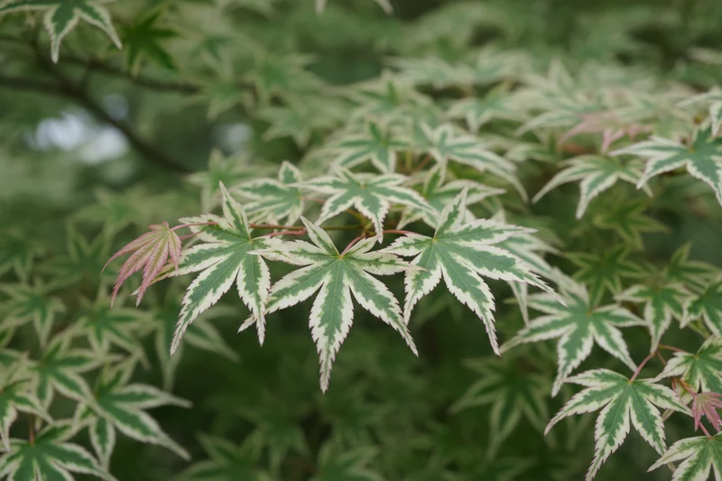 Fächerahorn 'Kocho Nishiki' / Acer palmatum 'Kocho Nishiki'