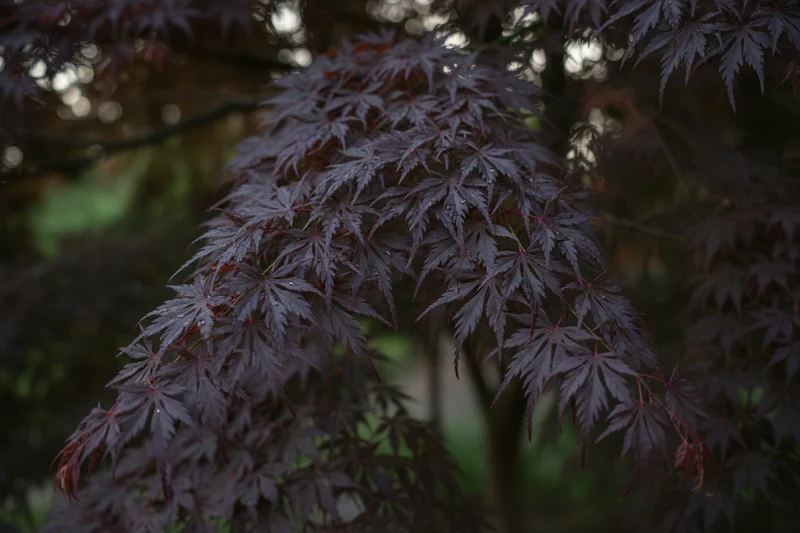 Fächerahorn 'Inaba-shidare' / Acer palmatum 'Inaba-shidare'