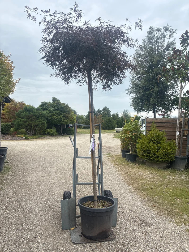 Fächerahorn 'Inaba-shidare' / Acer palmatum 'Inaba-shidare'