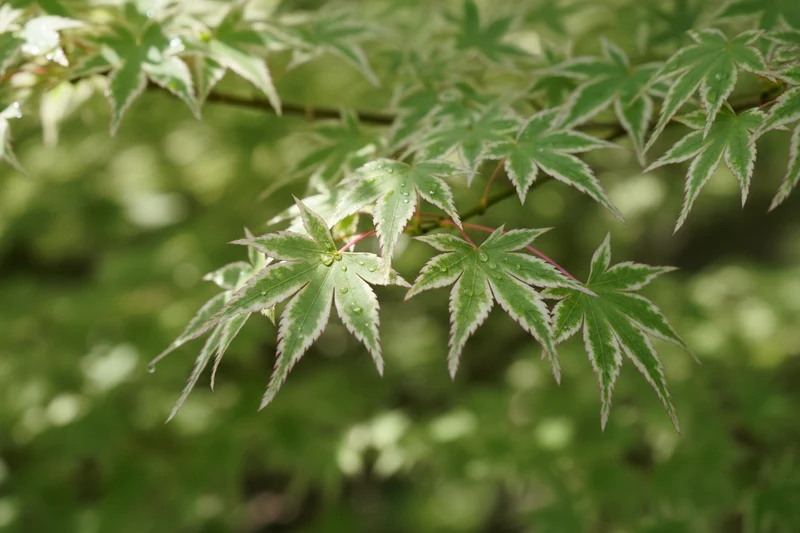 Fächerahorn 'Butterfly' / Acer palmatum 'Butterfly'