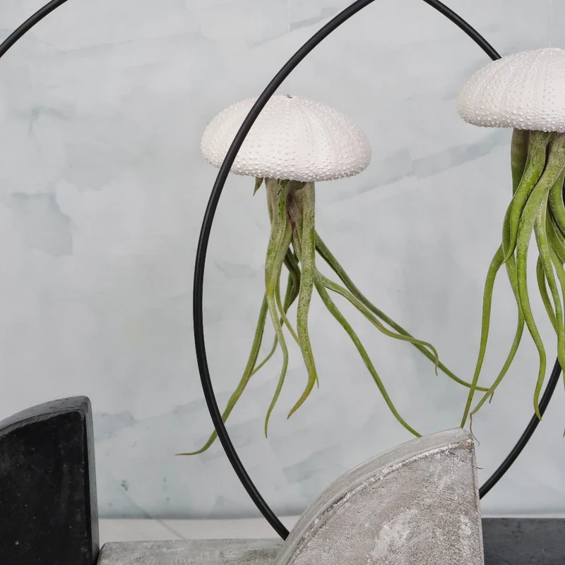 TILLANDSIA MEDUSAE - WHITE