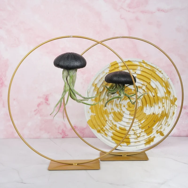 TILLANDSIA MEDUSAE - BLACK