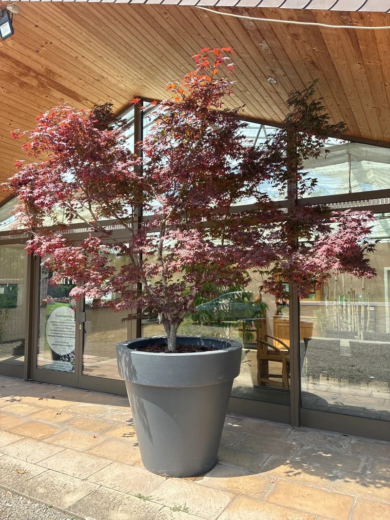Fächerahorn 'Bloodgood' / Acer palmatum 'Bloodgood'