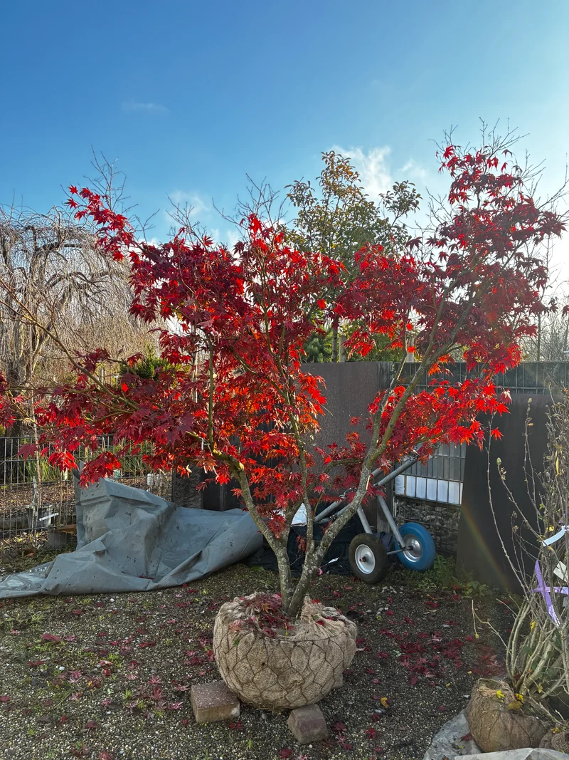 Fächerahorn 'Bloodgood' / Acer palmatum 'Bloodgood'