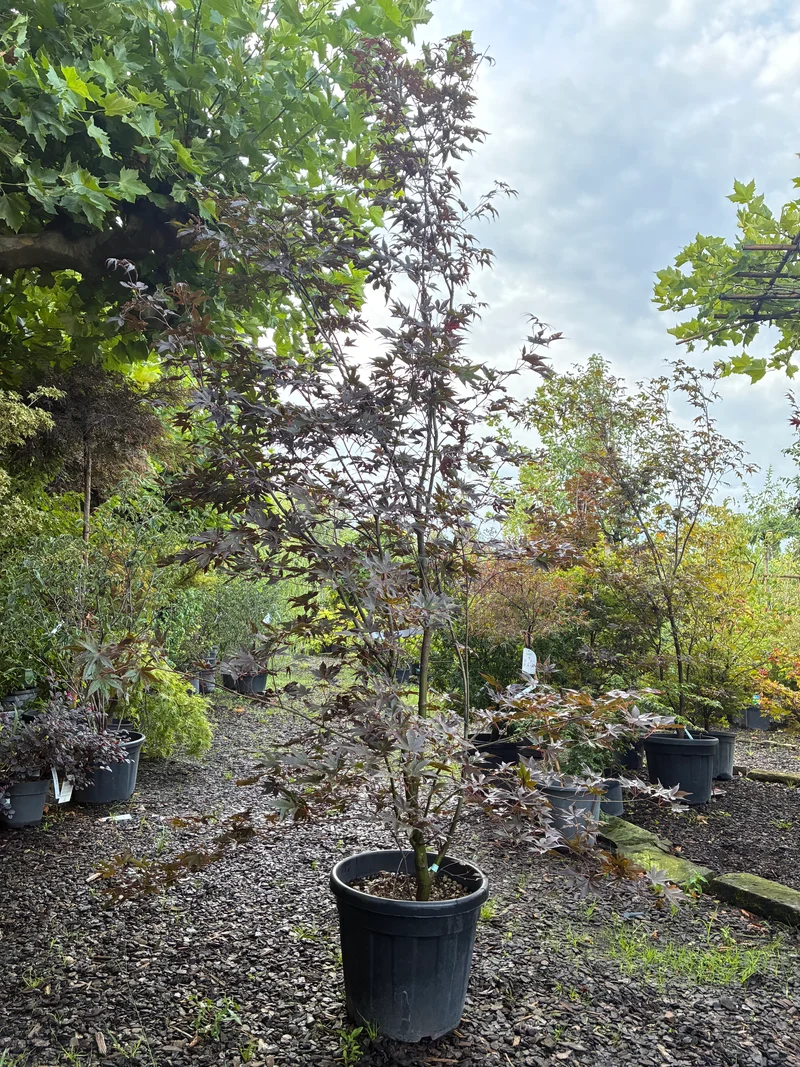 Fächerahorn 'Bloodgood' / Acer palmatum 'Bloodgood'