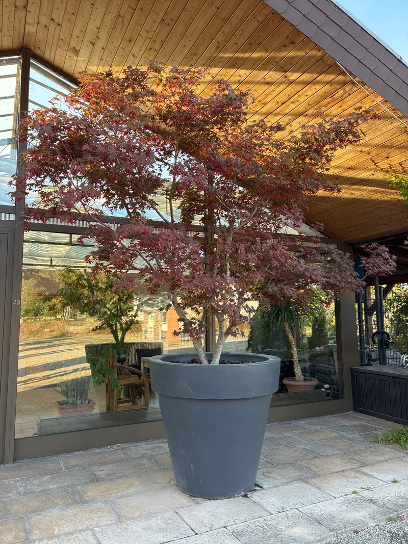 Fächerahorn 'Bloodgood' / Acer palmatum 'Bloodgood'