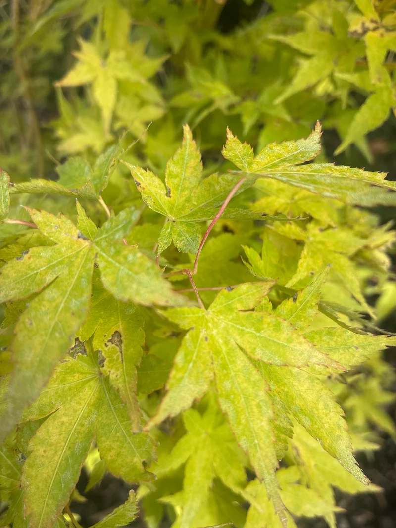 Fächerahorn 'Bi-hoo' / Acer palmatum 'Bi-hoo'