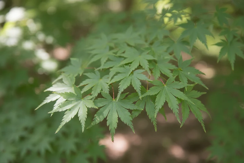 Fächerahorn / Acer palmatum