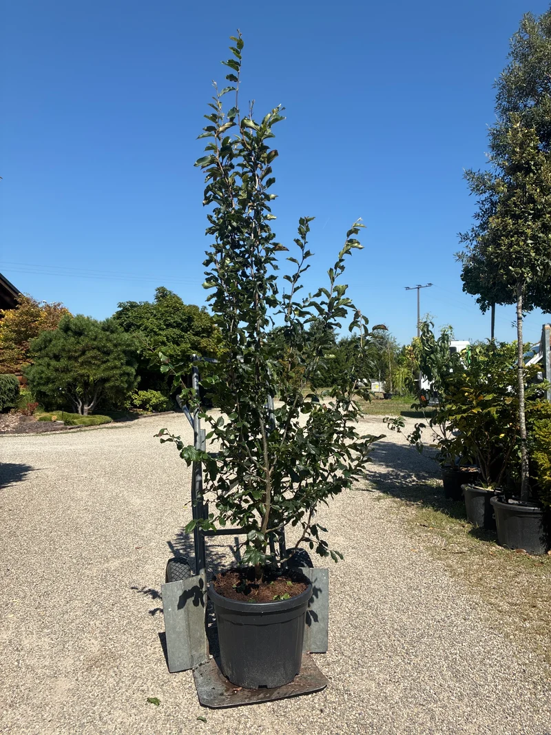 Eisenbaum 'Vanessa' / Parrotia persica 'Vanessa'
