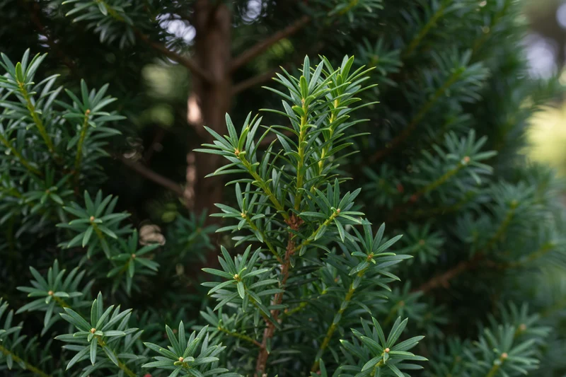 Eibe 'Hillii' / Taxus x media 'Hillii'