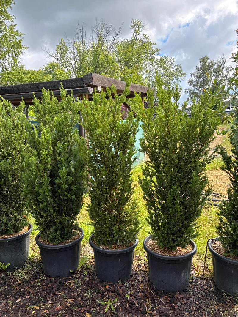 Eibe 'Hillii' / Taxus x media 'Hillii'